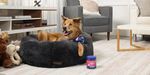5 Dog Wellness Habits Worth Keeping All Year