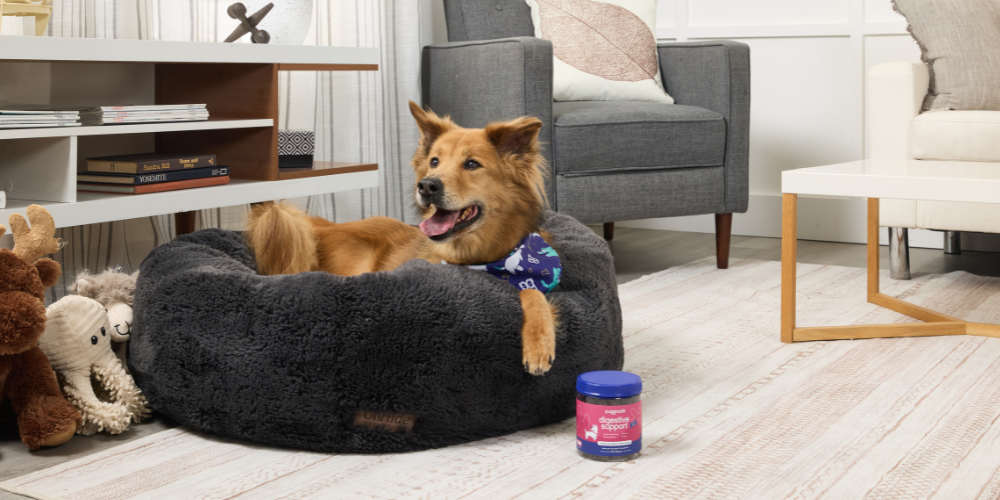 5 Dog Wellness Habits Worth Keeping All Year