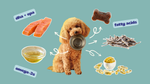 Poodle dog holding a bowl surrounded by fish oil sources