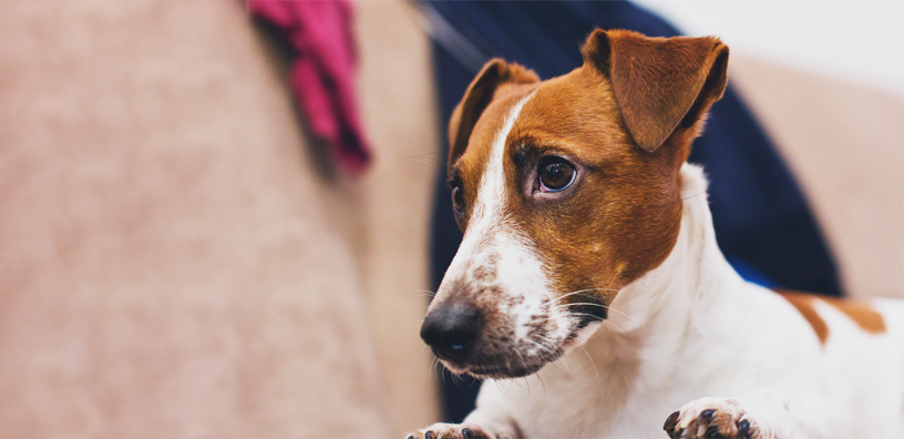 5 formas en que la ansiedad afecta a tu perro y cómo ayudarlo