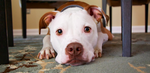 Stereotypes About Big Dogs You Need to STOP BELIEVING