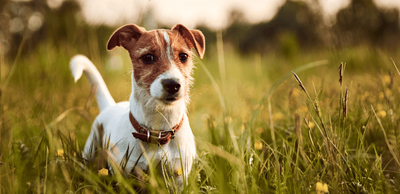 Itchy Dog This Pollen Season? Build Their Summer Support Kit