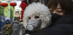 Can your dog get the Corona Virus (COVID-19)?