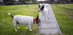Dog Park Etiquette 101: Your Complete Guide