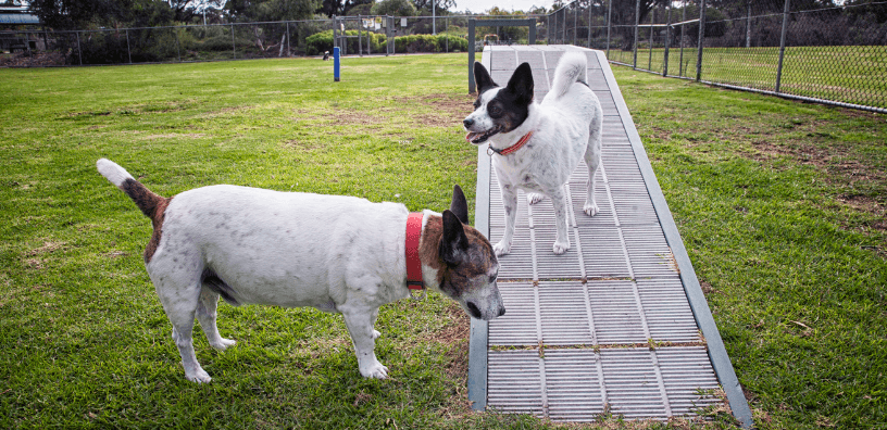 Dog Park Etiquette 101: Your Complete Guide