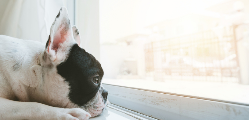 ¿Quiere saber cómo se siente un perro cuando encuentra un nuevo hogar?
