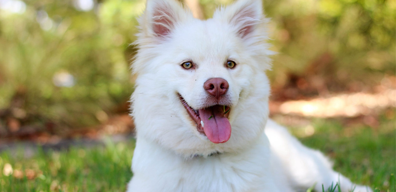 Training Made Easy: Lay Down