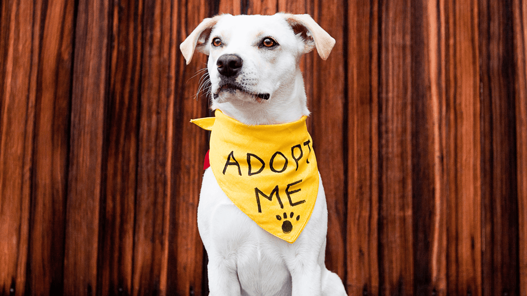 Adopt a Shelter Dog Month: 5 Myths Debunked + Adoption Tips