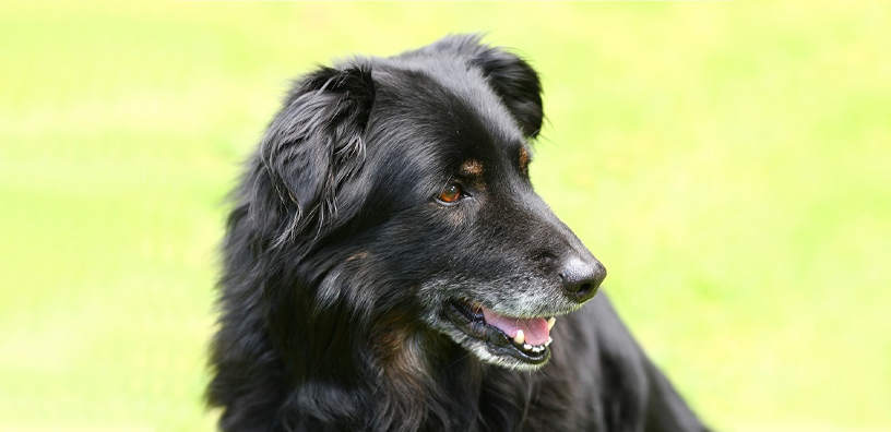 Cómo darle a tu perro mayor la vida que se merece