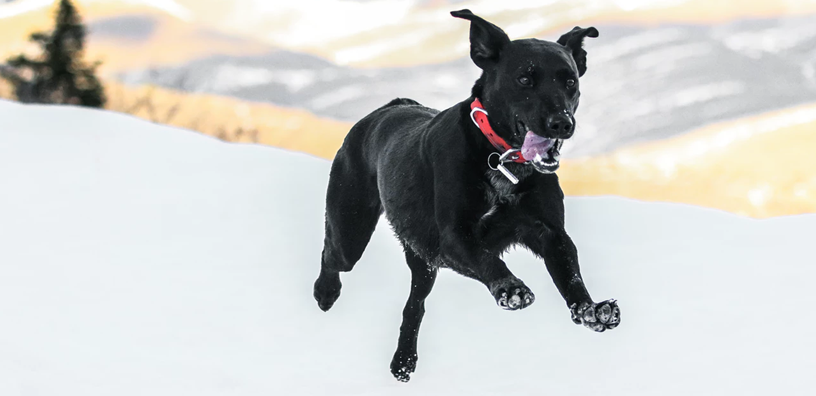 The Best Supplement for Your Dog