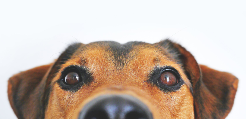 ¿Los perros nos entienden?