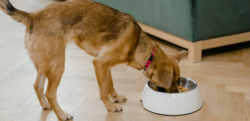 Beyond The Itch: PupGradeās Guide to Identifying Food Allergies in Your Dog