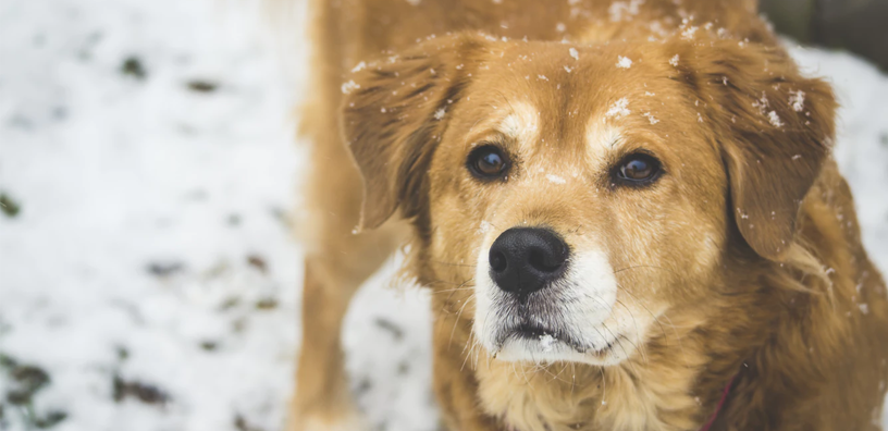 Cómo preparar a tu perro para el invierno