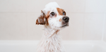 Puppy covered in dog shampoo looking up and off to the side in the tub