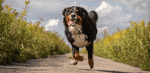 Happy Bernese Mountain Dog running outside, showing how joint health and daily movement support overall canine wellness