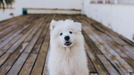 Fluffy white dog sitting outdoors on a wooden deck, looking up with a calm expression, representing a happy, healthy dog starting a daily wellness routine.