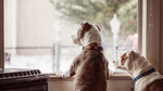 Two dogs looking out a window during winter, waiting to go outside, illustrating indoor boredom and reduced activity in cold weather.