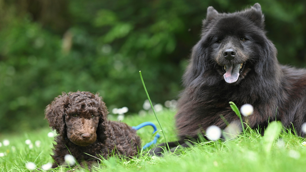 What Spring Asks of Your Dogās Body: 4 Ways to Support the Changes