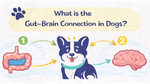 Illustrated infographic explaining the gutābrain connection in dogs, showing a dog between a digestive system and a brain to represent how gut health and nervous system communication work together.