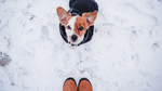Dog standing in the snow during winter, highlighting how colder weather can make joint stiffness and mobility changes more noticeable