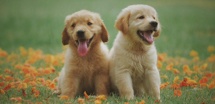 What Every Dog Parent Should Know About Seasonal Allergies