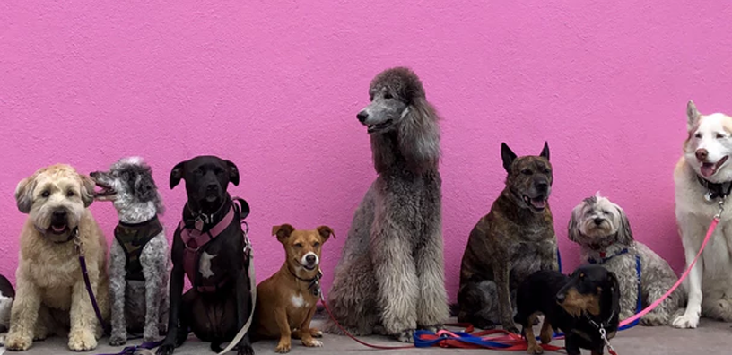 Number one dog breed in best sale 2019