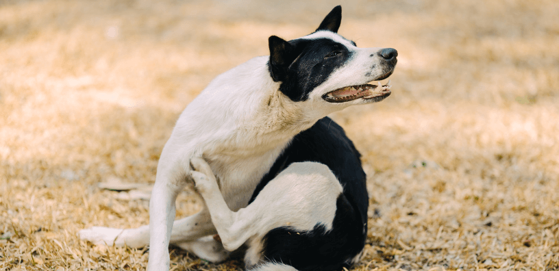 Hot Spots, Dry Skin, & Itchiness? The Real Reason Might Surprise You