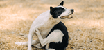 Black and white dog scratching its neck in a dry outdoor field, showing signs of seasonal skin irritation.