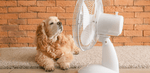 A content Cocker Spaniel puppy sitting in front of a fan, enjoying the cool breeze indoors, highlighting comfort and well-being