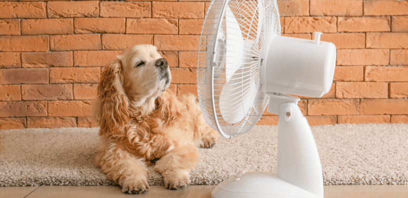 Summer-Ready Dogs: How to Keep Your Pup Cool & Comfortable