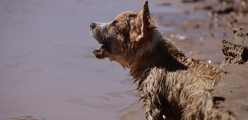 ESTA es la razón por la que tu perro ladra a la nada