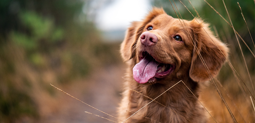 12 MORE Random Dog Facts You Need to Know