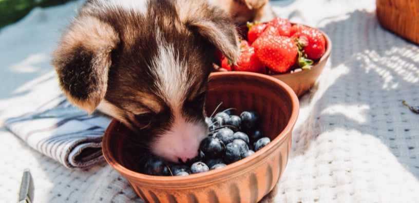 Are Blueberries Good For Dogs?