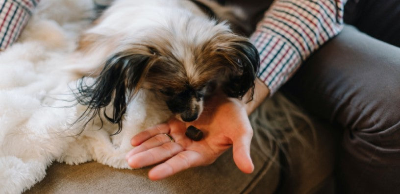 Benefits of Cod Liver Oil for Dogs