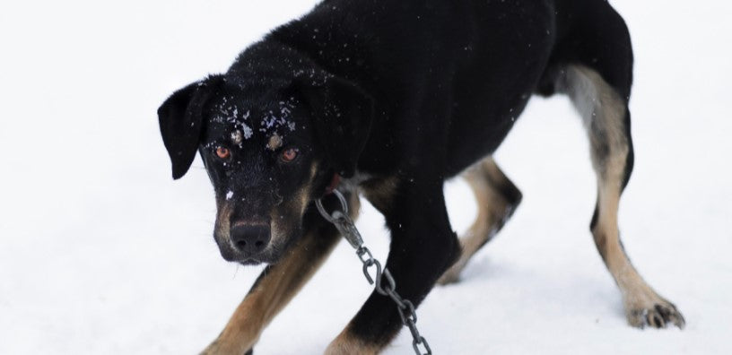 Types of Dog Aggression: How Can I Stop Bad Dog Behavior?