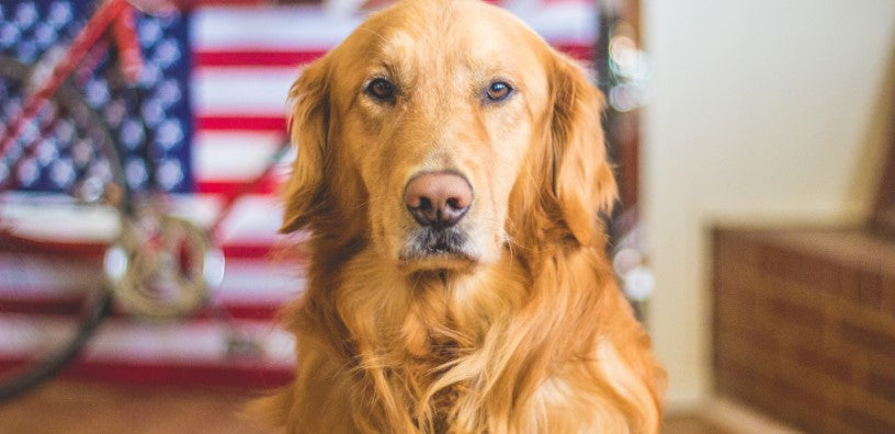 How to Calm a Dog During Fireworks