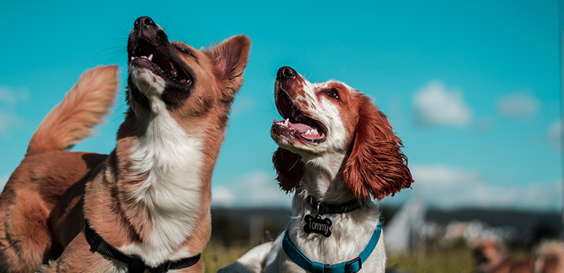 12 trucos para perros que NECESITAS saber