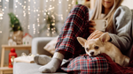 Small dog sitting snuggly in her owner's lap, inside a festive winter home