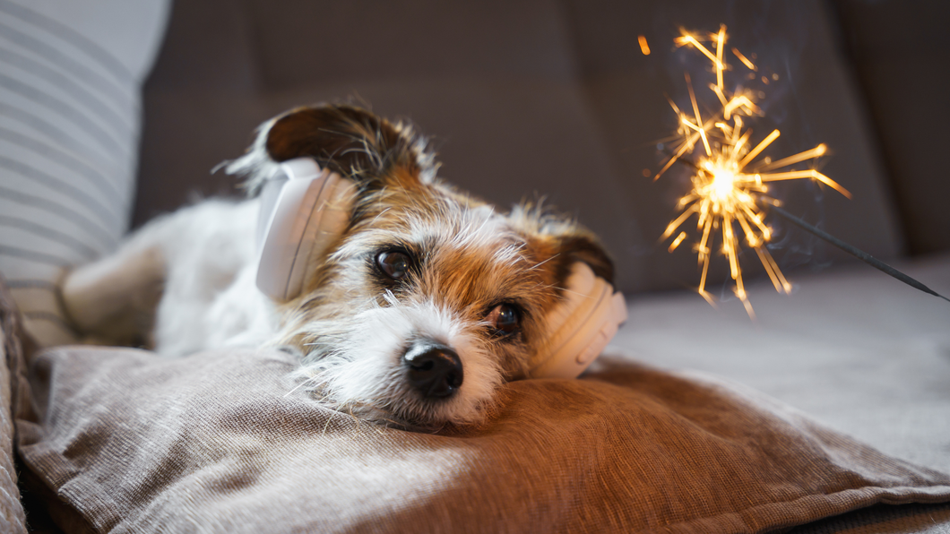 5 Tips to Help Dogs Stay Calm on New Yearâs Eve