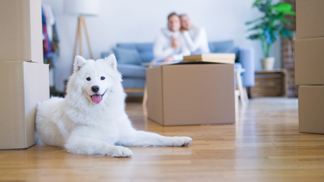 Do Dogs Feel Transitions Like We Do? Here's What to Know