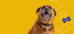 A dog with an open mouth looks towards a blue "puggrade" tag on a yellow background.