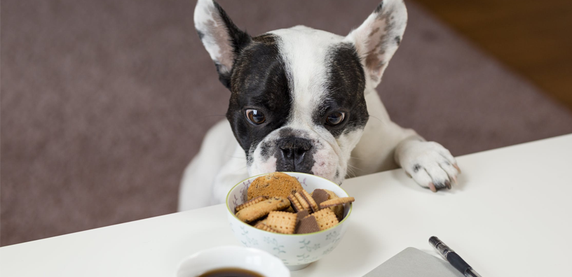 Can My Dog Eat My Food?