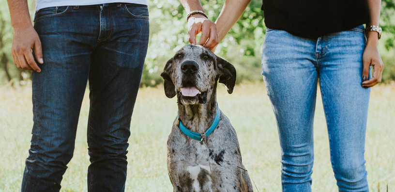Consejos para mantener a tu perro fresco todo el verano