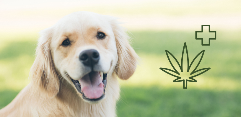 The Supplement Your Dog Needs