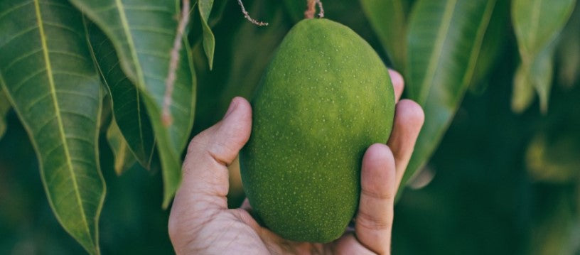 Can Dogs Eat Mangos? Everything You Need to Know