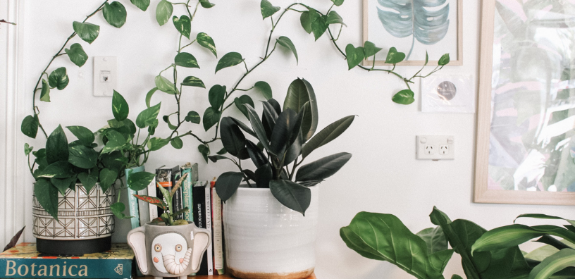 A Field Guide to Poisonous Plants