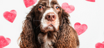 Valentineās Day Treats: Safe & Fun Ways to Spoil Your Dog