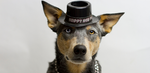A close-up photo of a blue heeler dog wearing a black top hat that says "Happy New Year" in white text. The dog has heterochromia, with one blue eye and one brown eye, and is looking directly at the camera.
