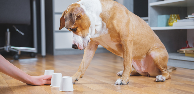 Cómo darle una pastilla a tu perro: una guía sin estrés para dueños de mascotas