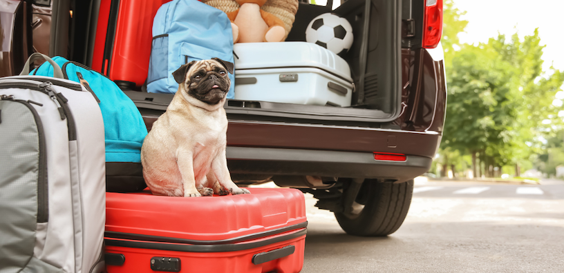 Traveling with Your Dog: Tips for a Stress-Free Adventure
